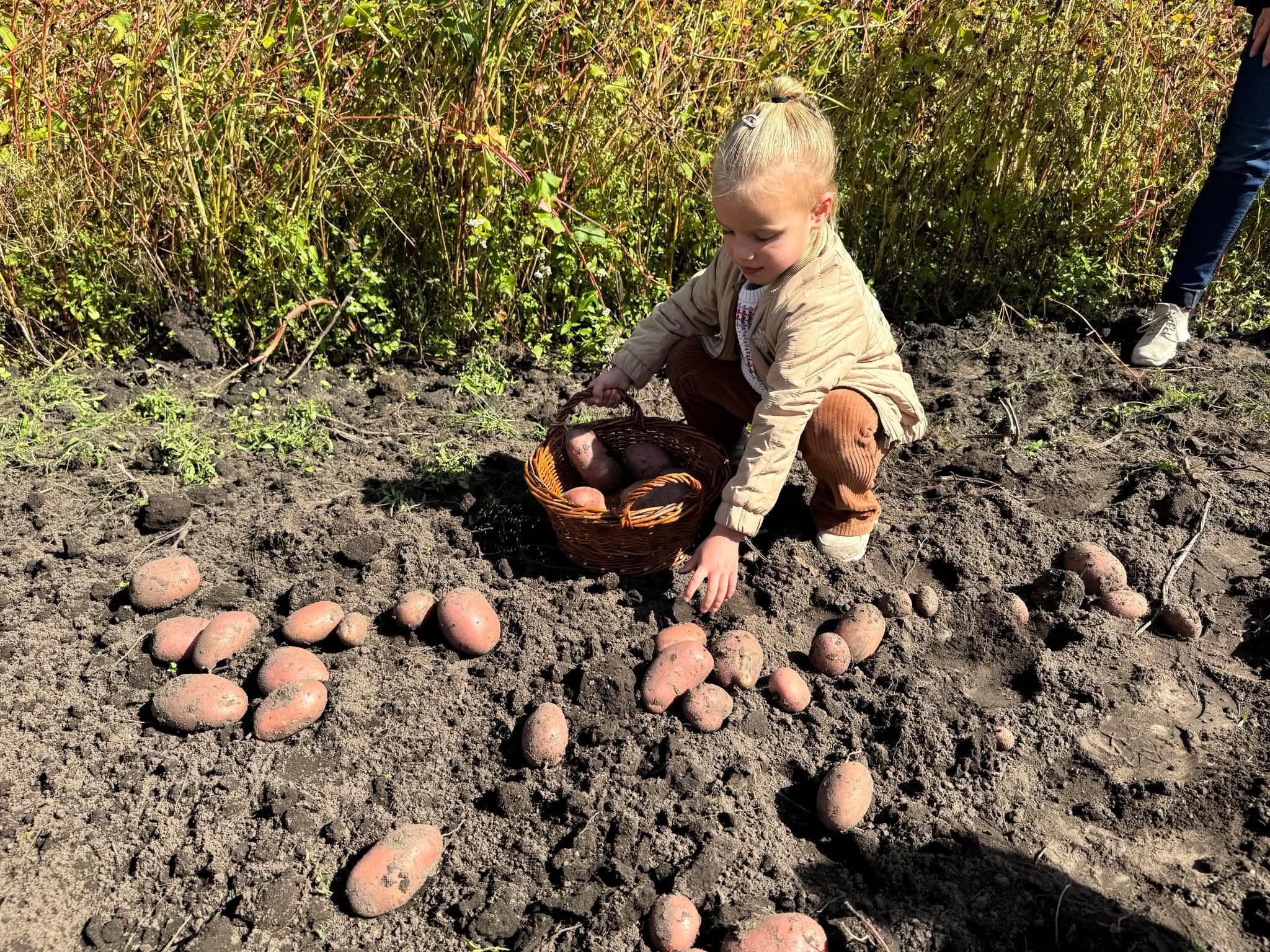 Kinderen rapen aardappels