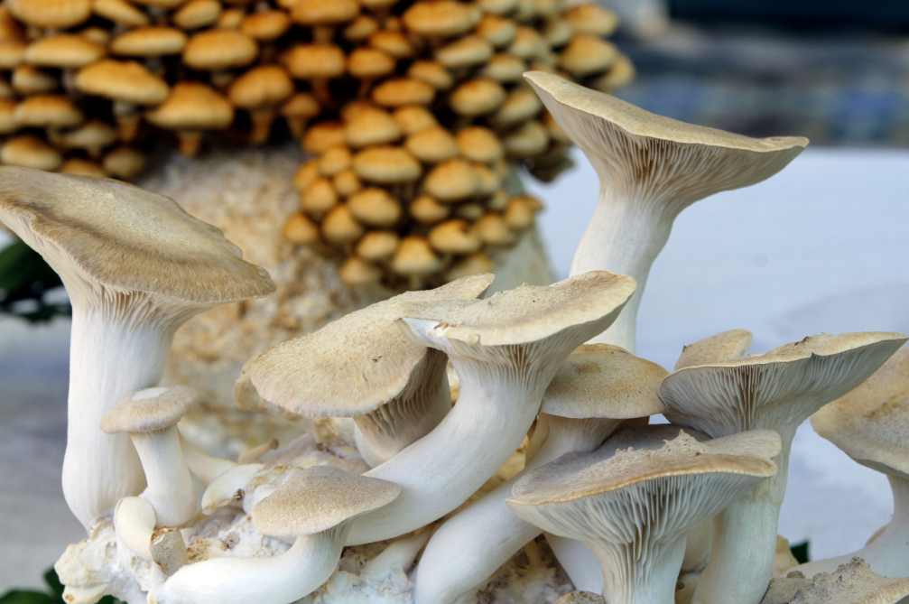 Paddenstoelen